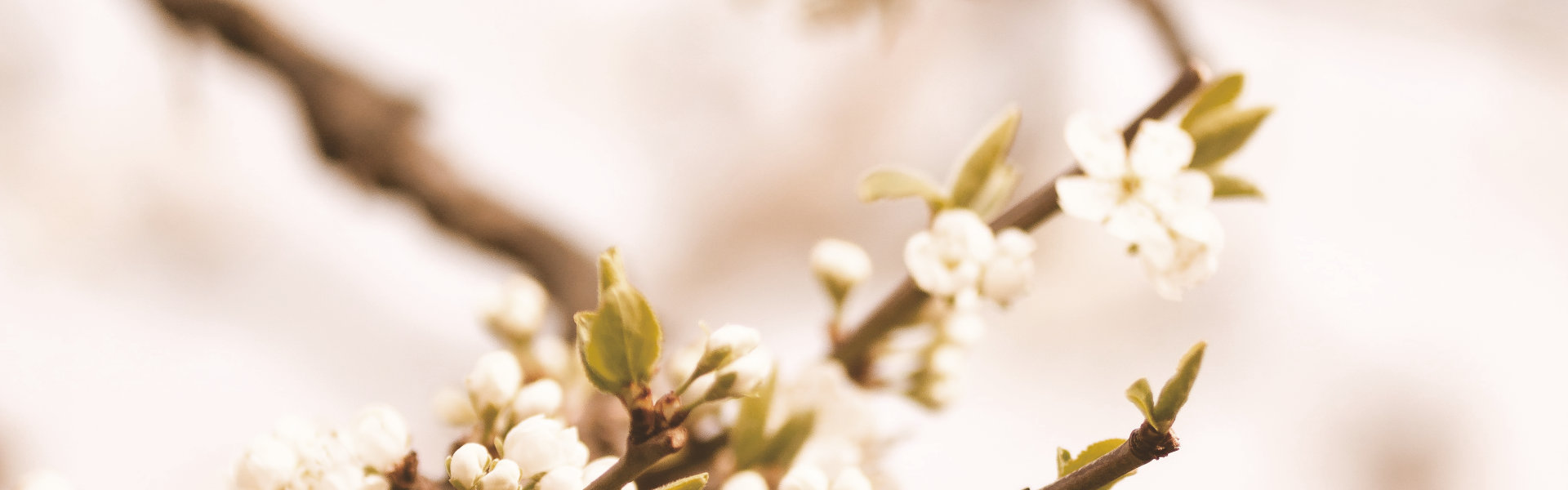 Frühlingsblüten an einem Zweig